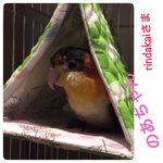バードテント　キルティング象