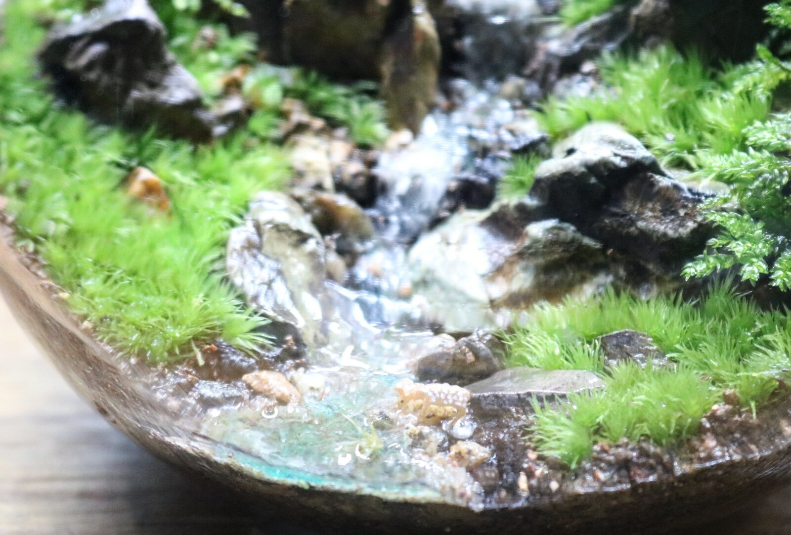 ❣️苔アート❣️ハラダ様オーダー専用❣️苔リューム❣️送料込み