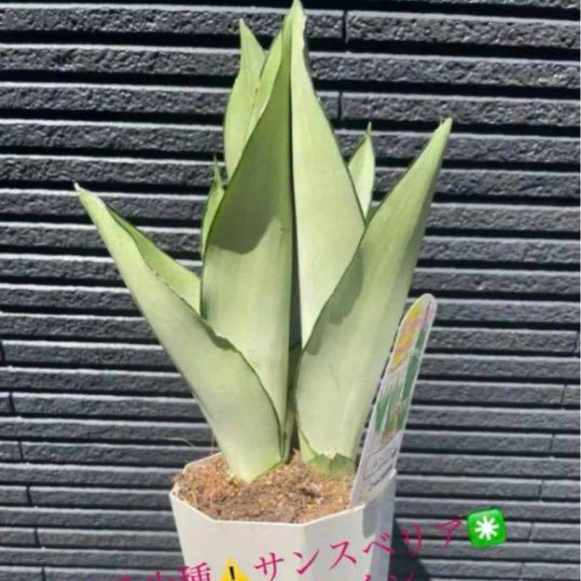 ⚠️希少種⚠️サンスベリア✳️ムーンシャイン シルバーキング