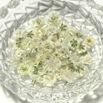 30粒かすみ草　ドライフラワー（白）