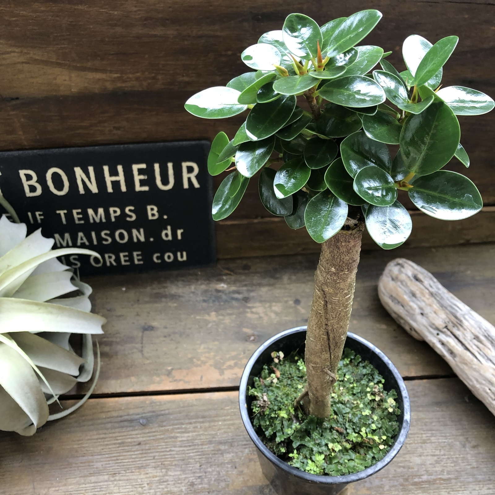 木立のパンダガジュマル♡即完売♡観葉植物♡インテリア