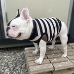 秋物新作★シンプルボーダータンクOR Tシャツ黒ベージュフレブル服フレンチブルドッグパグ服フレブル服中型犬小型犬