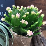 ピンクコンペイトウ♡コンペイトウ♡デンマークカクタス♡多肉植物♡インテリア