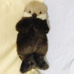 ラッコ赤ちゃん　ぬいぐるみ