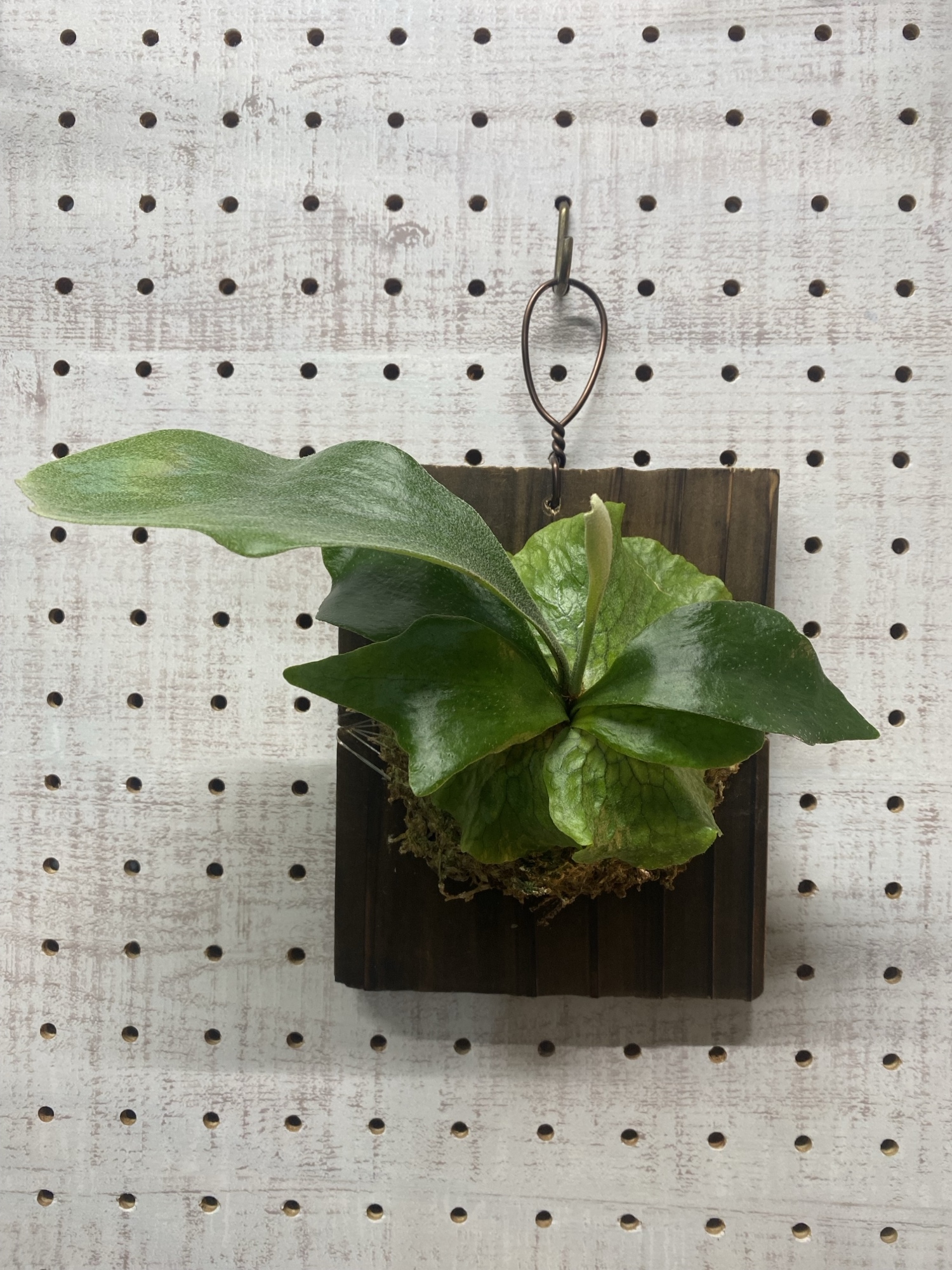 ビカクシダ トマホーク - hiyori_plants | minne byGMOペパボ 国内最大