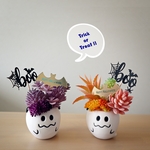 '24 ハロウィン早割 Halloween×多肉植物 オバケの Candy pots