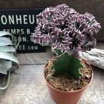 マハラジャ♡ユーフォルビア♡多肉植物♡インテリア