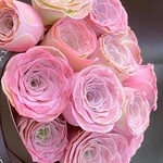 レア交配種 多肉植物 グリーノビア Rola 抜き苗 1株