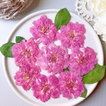 【押し花素材】バラ　ピンク　葉付き