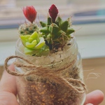 ミニサボテンの寄せ植え①