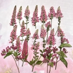 ベロニカの押し花