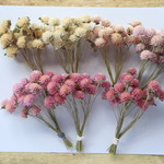 千日紅茎付き淡いピンク系＆白4色140本★短い茎付き