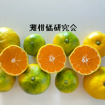  10月10日、11日発送分  山口岩国みかん(極早生)　5kg