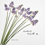 🍂秋の野の花   ツルボ 10 ＊ 押し花