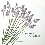 🎵初秋の野の花  ＊ ツルボ 15本❶  ＊ 押し花
