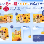 夏リス・麦わら帽とひまわりのポストカード〈フルセット〉