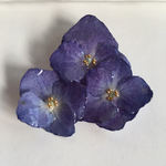 紫陽花のブローチ