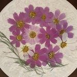 sale[ 押し花素材]  コスモス　秋桜　自然色