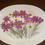 h様専用ページsale[  押し花素材]  コスモス　秋桜　茎つき　自然色