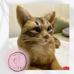 うちの子オーダー・羊毛フェルト・猫・ペットロス