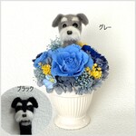 ちょこんと顔出す　シュナウザー(中央）＆　プリザーブドフラワー（ブルー系）/犬　ペット　羊毛フエルト　 フラワーギフト　花　青　ブルー　プレゼント