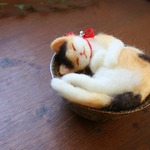 和カップ猫　おはぎ