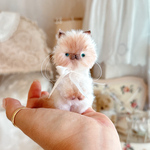     『シャム×ペルシャ猫ちゃん』クリーム×ブラウン