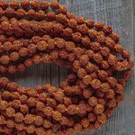 *Rudraksha ルドラークシャ