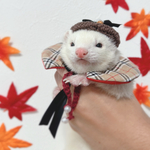 【　🍁タータンチェックSET🍁　】