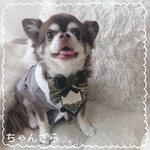 キラキラ王子のリボンタイ(ゴールド)