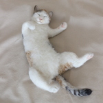 ☆ようもうのミニねこ☆　～三毛猫のお昼寝～
