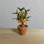 キンモクセイ花鉢　5