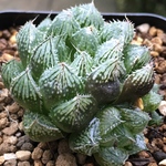 【激安】ミラーボール　子株付き　ハオルチア 良株　美株　多肉植物　観葉植物　大人気