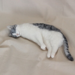 ☆ようもうのミニねこ☆　～サバ白猫のお昼寝～