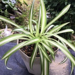 【激安】オリヅルラン　中斑　ナカフ　人気　良株　美株　多肉植物　観葉植物　サボテン　高品質