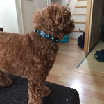 小型犬本革首輪21~28ハートバックル飾りカシメ付SALE！