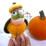 かぼちゃ🎃インコ（ウロコインコ・パイナップル）