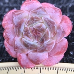 超可愛い　エケベリア　桜キャンディークリスタル　4cm   抜き苗　1株