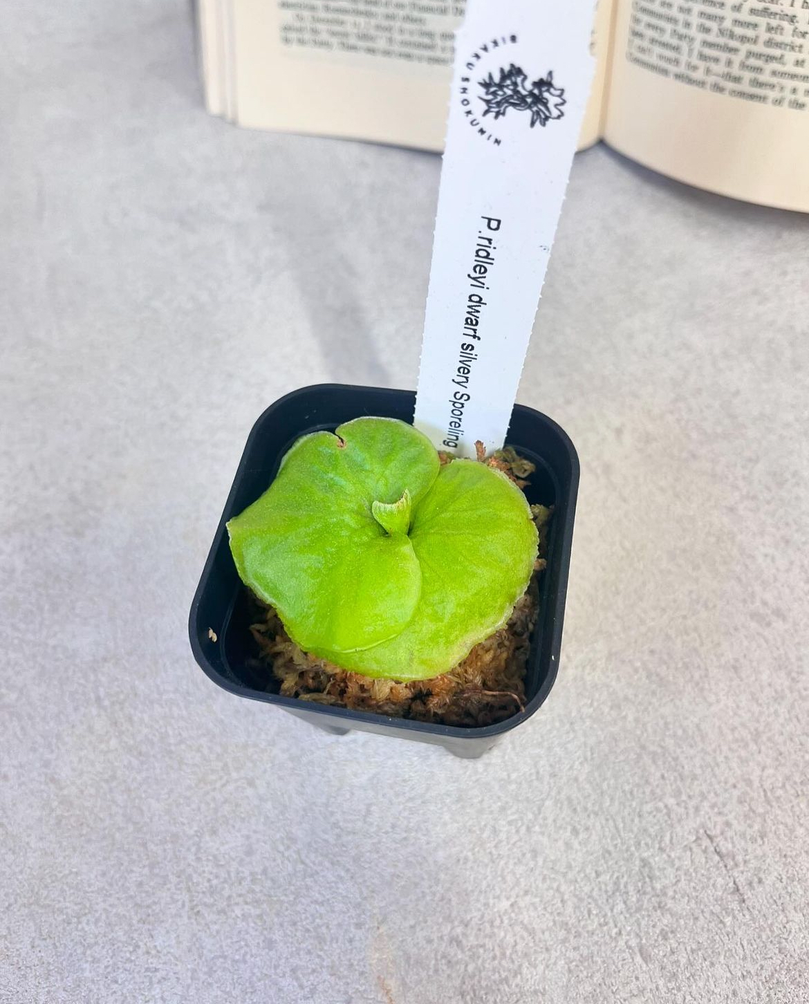 P ridleyi Dwarf Silvery リドレイ　ビカクシダ ビカクシダ リドレイ ドワーフ シルベリー♡P.ridleyi dwarf