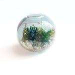 小さなテラリウム