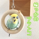 【新作】わっかのブランコ★インコや文鳥の小鳥のハンドメイドおもちゃ　バードトイ　アスレチック　バードジム