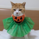 パンプキンドレス