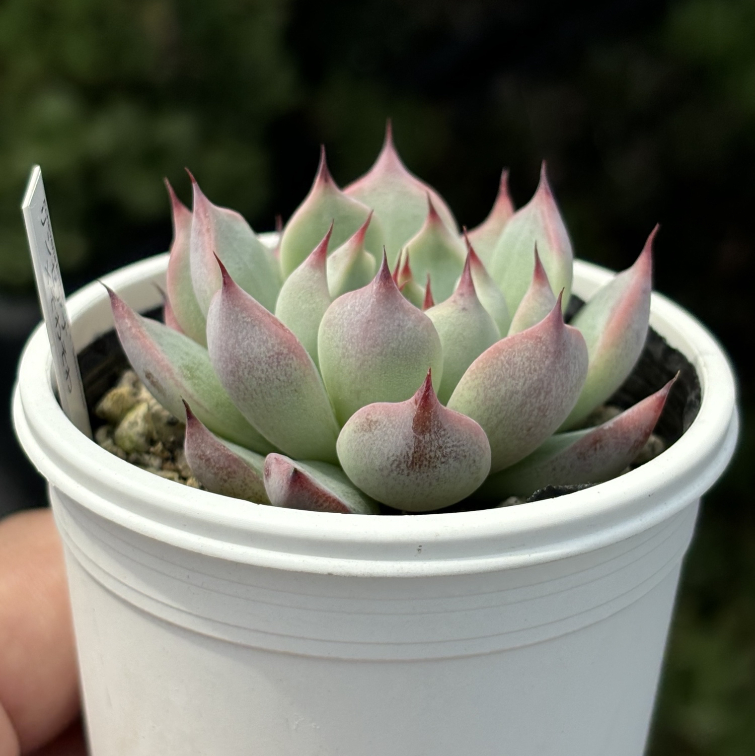 エケベリア　そわそわ×中里リンゼアナ 人気レア品種！☆リンゼアナ×そわそわ 多肉植物 自家繁殖 国産 - 美