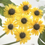 ヒマワリの押し花　#3💐