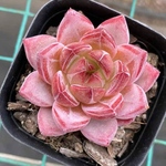 多肉植物　エケベリア　Daredevil   抜き苗　5cm  1株