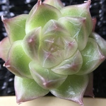 ツヤツヤ　多肉植物　超可愛い　エケベリア　真珠　3.5cm   小苗　1株