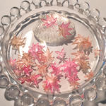 ミニ紅葉(20枚)
