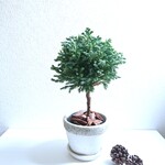 ●数量限定⑤点●　珍しい針葉樹のトピアリー　”ブルーバード　鉢/受皿セット（松ぼっくり付）”　観葉植物　クリスマスツリー　ギフト