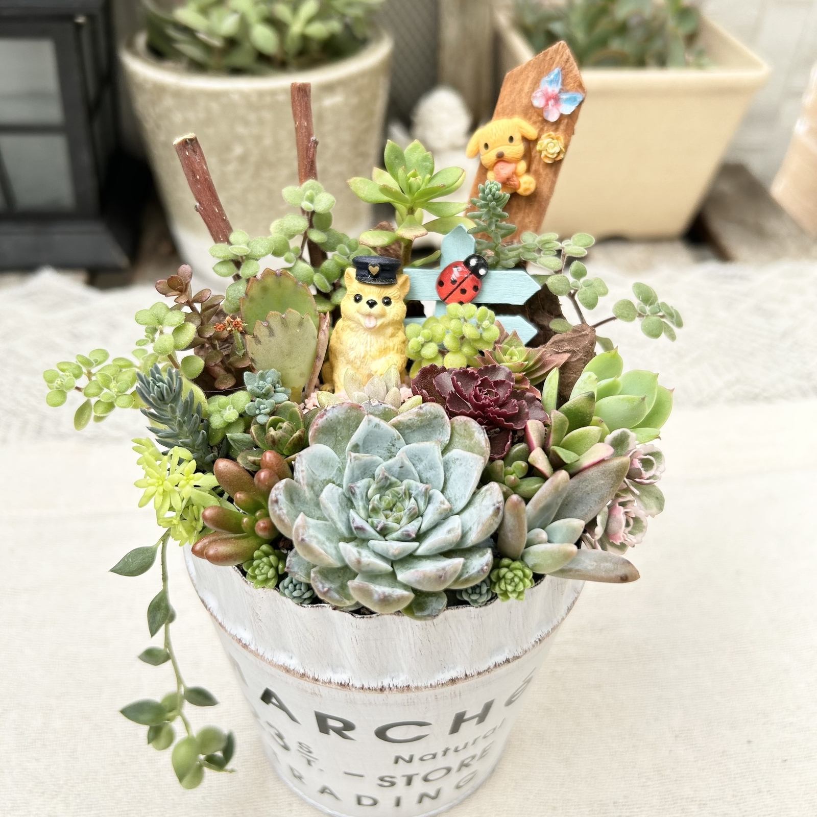 このまま飾れます】可愛い♡トイプードル 多肉植物寄せ植え 