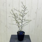 2株植え  コロキア　マオリシルバー　4号鉢